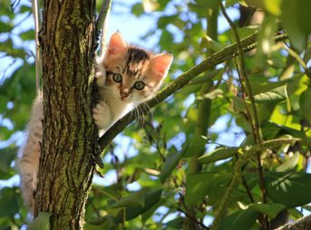 cat on the tree