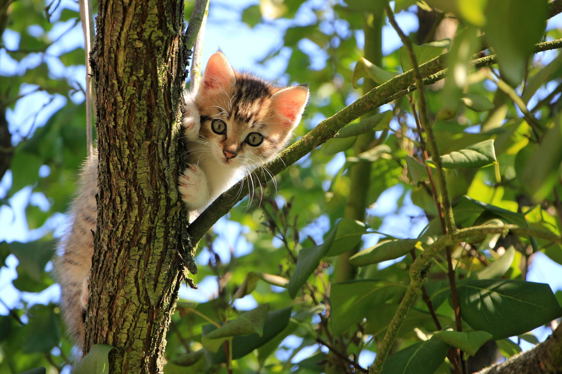 cat on the tree